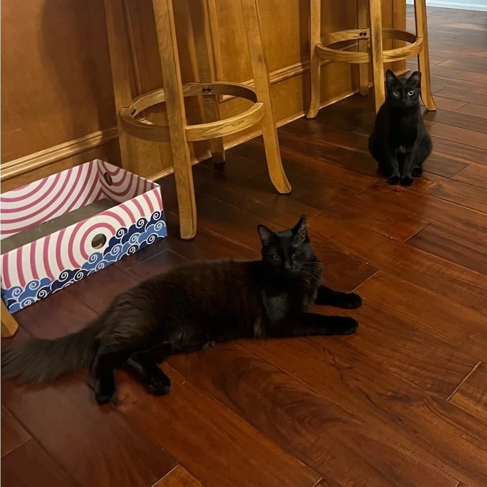 Cat Friendly & Smoke Free. My cats don’t have access to any of my Poshmark items - Picture 2 of 4